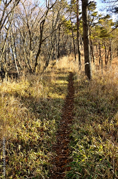 Fototapeta 道志山塊の岩下ノ丸　御正体山北東尾根　ブドウ沢峠
