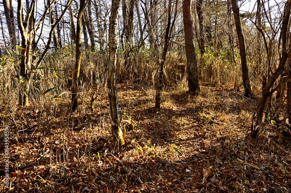 Fototapeta 道志山塊の牧ノ沢山山頂
