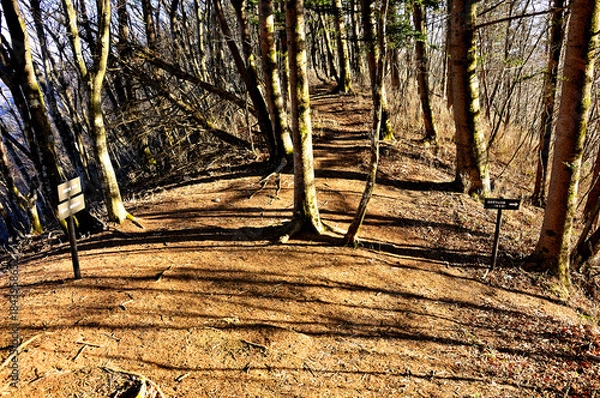 Fototapeta 道志山塊の御正体山北東尾根　坂ノ落合（白井平分岐）
