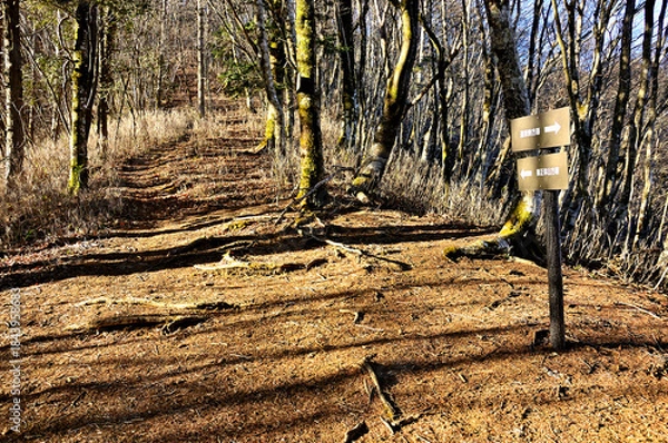 Fototapeta 道志山塊の御正体山北東尾根　坂ノ落合（白井平分岐）
