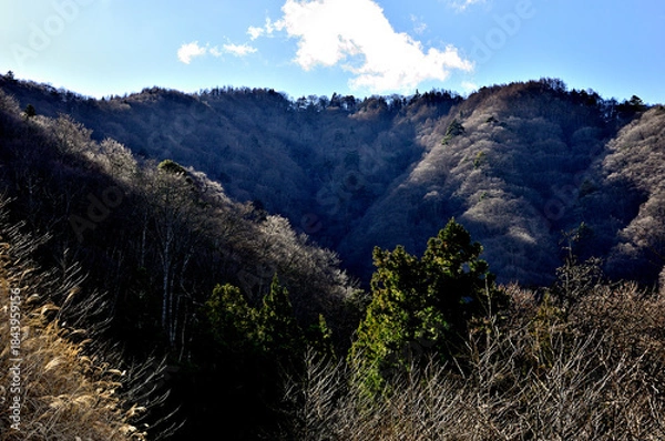 Fototapeta 道志山塊の御正体山　細野鹿留林道（菅野林道終点付近）御正体山登山口より峰宮跡展望台方向を望む
