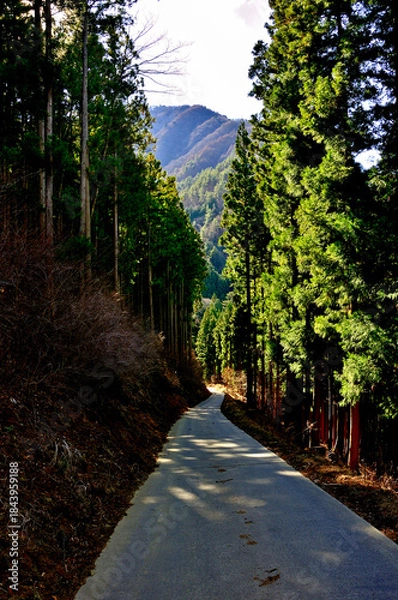 Fototapeta 道志山塊の御正体山　杉林を通る林道
