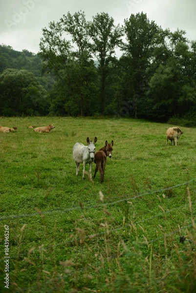 Fototapeta Two donkeys in the green pasture on a cloudy day. Cows resting in the background, rural countryside landscape, farm animals in natural environment 