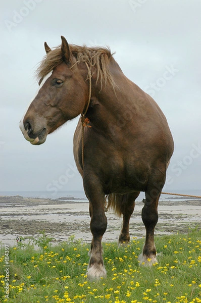 Obraz postier breton cheval de trait