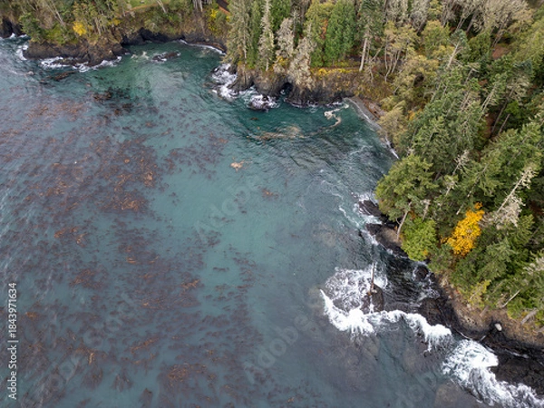Obraz Coastline kelp with evergreen trees