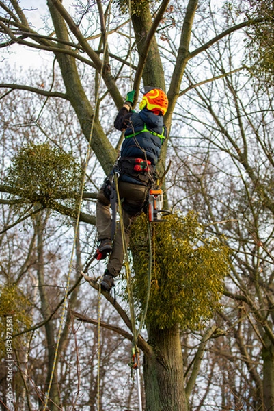 Obraz A man in a helmet and with a backpack climbs a tree to cut down mistletoe.