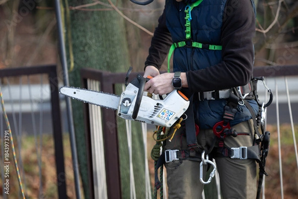 Obraz A man in a helmet and with a backpack climbs a tree to cut down mistletoe.
