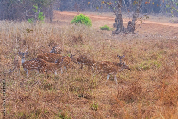 Fototapeta Chital (Axis axis)