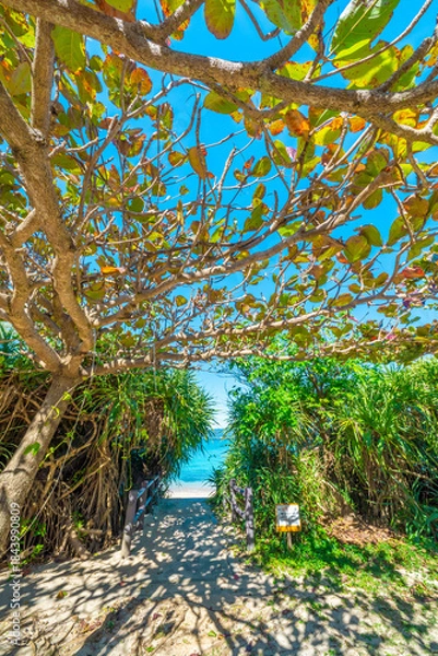 Obraz コバテイシの木陰と沖縄の海