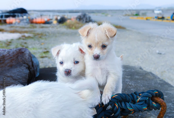 Obraz 子犬の兄弟