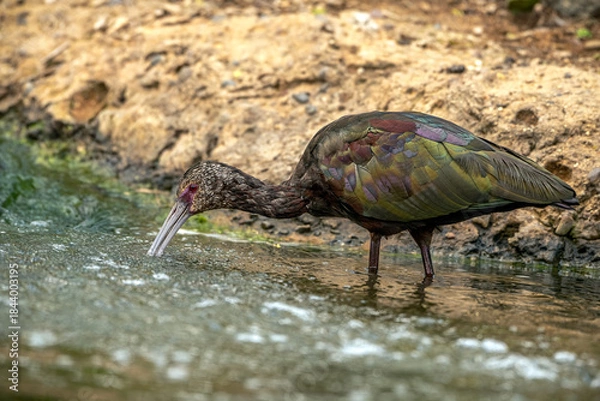 Obraz 2021-03-28 A GLOSSY IBIS FEEDING IN A SMALL POND WITH BRIGHT COLORING AND A BEAUTIFUL EYE WITH A BLURRED BACKGROUND