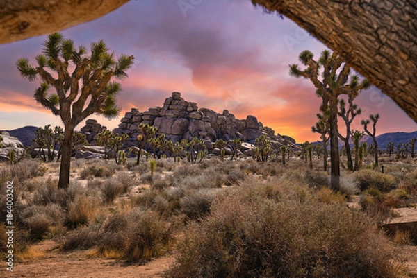 Fototapeta 2023-01-27 VIEW OF A ROCK FORMATION AND LOCAL FOLIAGE AND TREES WITH A ORANGE SKY AND FRAMED BY A TREE TRUNK IN JOSHUA TREE NATIONAL PARK