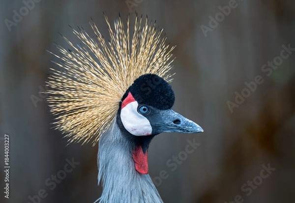 Obraz 2022-04-27 SIDE SHOT OF A ADULT GREY CROWNED CRANE WITH A BLURRED BACKGROUND IN ISSAQUAH WASHINGTON