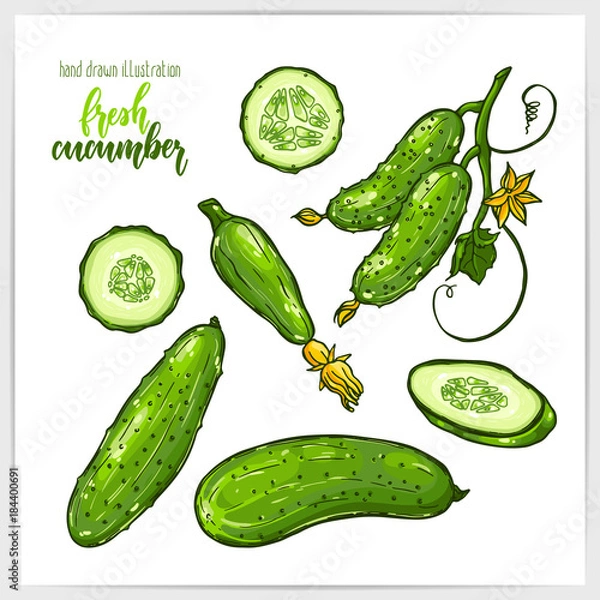 Fototapeta Colorful set of juicy and tasty cucumbers , whole and sliced, with leaves. Hand drawn illustration with hand lettering headline.