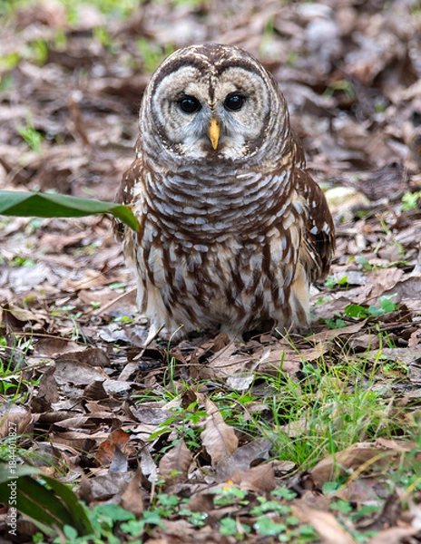 Obraz Barred Owl Perched