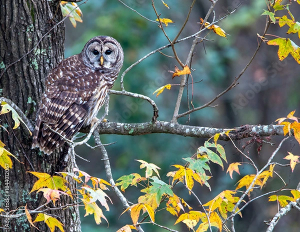 Obraz Barred Owl Perched