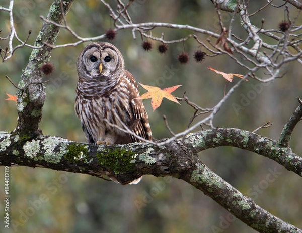 Obraz Barred Owl Perched