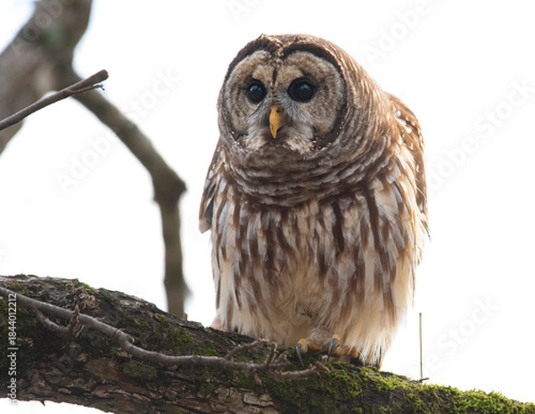 Obraz Barred Owl Perched
