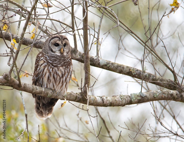 Obraz Barred Owl Perched