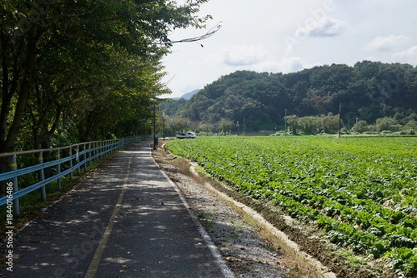 Obraz Cabbage Field and Bike Path
