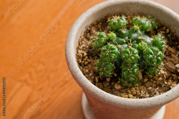 Obraz 子株が沢山のサボテン