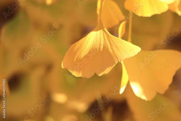 Obraz イチョウ　バックグラウンド