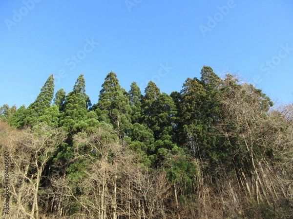 Obraz 青空と初冬の里山
