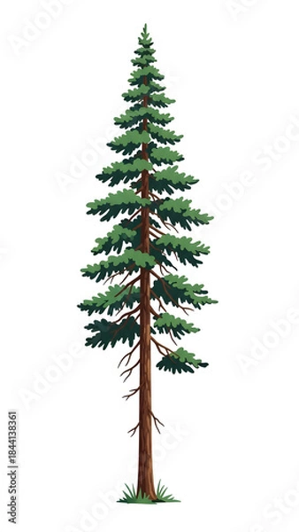 Fototapeta Illustration of a tall and slender pine tree