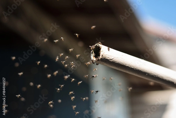 Obraz many stingless bee flying on the air