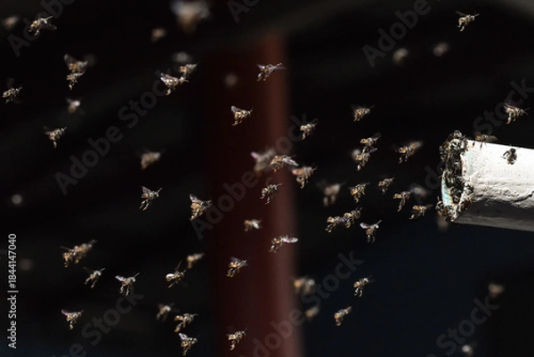 Obraz many stingless bee flying on the air