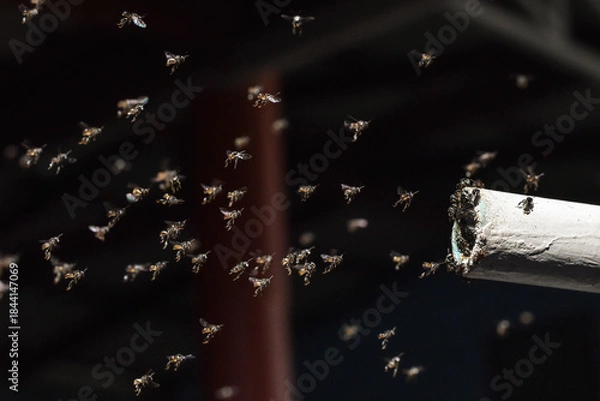Obraz many stingless bee flying on the air