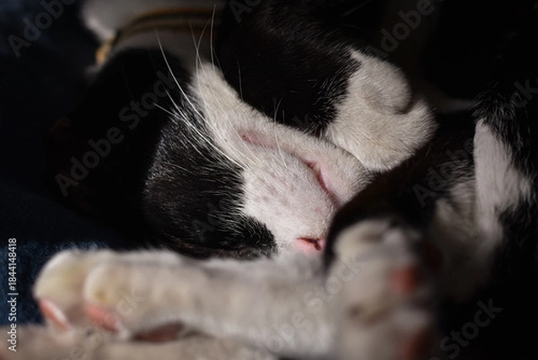 Fototapeta The black and white cat is sleeping during the day
