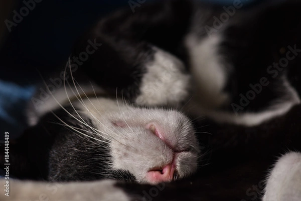 Obraz The black and white cat is sleeping during the day