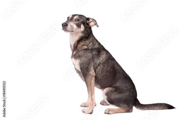 Obraz Portrait photo of an adorable mongrel dog isolated on white