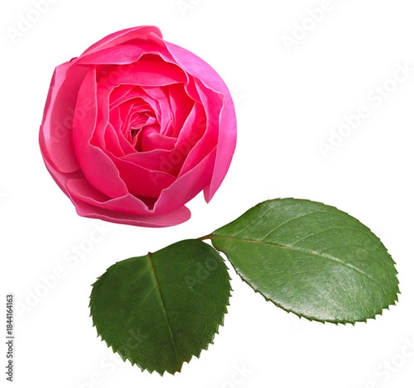 Obraz 赤い薔薇の花と葉