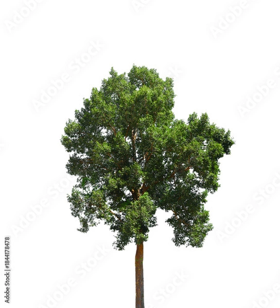 Fototapeta An image of a tree; a solitary tree on a white background.