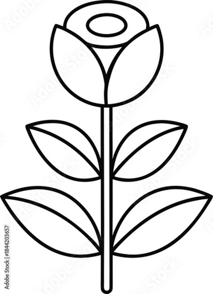 Fototapeta rose flower outline vector illustration on transparent background