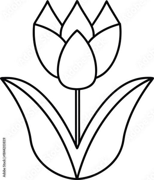 Fototapeta tulip flower outline vector illustration on transparent background
