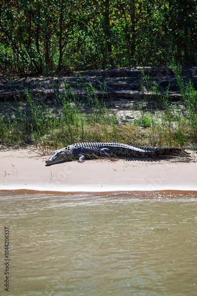 Fototapeta A large saltwater crocodile resting on the sandy shores on the iconic Daly River located in the Northern Territory, Australia.