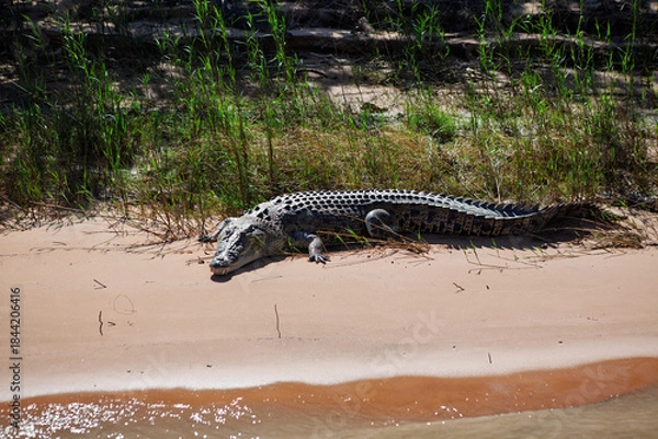 Fototapeta Portrait of a large crocodile resting on the sandy shores on the iconic Daly River located in the Northern Territory, Australia.