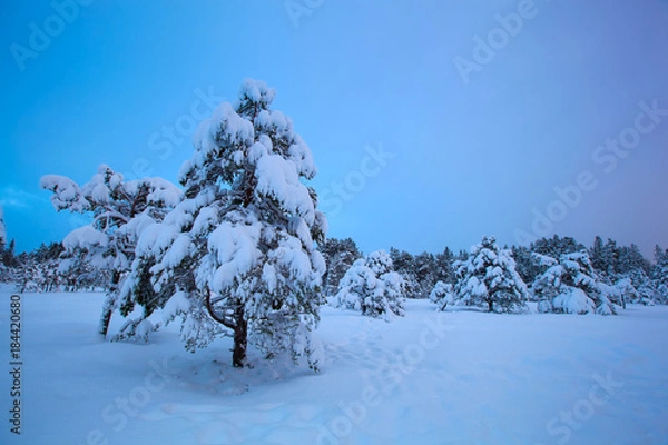 Obraz beautiful winter landscape snow tree