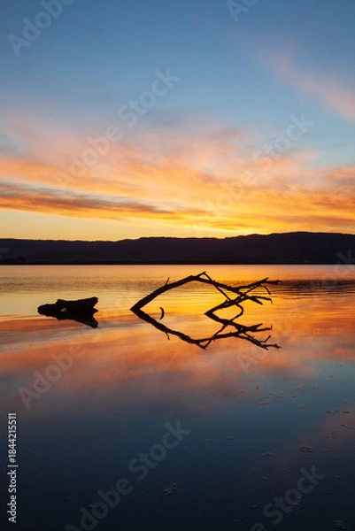 Fototapeta An dead tree silhouette reflects in shallow waters on the peacefully calm, windless shores of Lake Illawarra below a beautifully vibrant orange sunset. South Coast, NSW Australia.