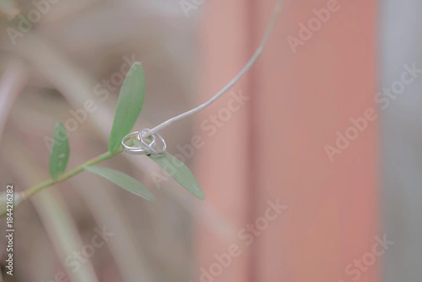 Fototapeta wedding ring on a tree branch