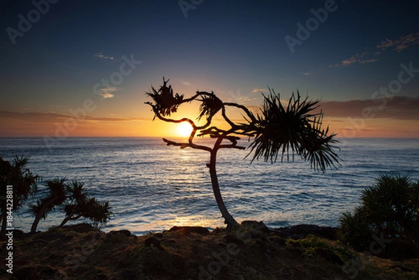 Fototapeta A beautiful golden sunrise through a pandanus palm on the edge of a coastal ocean ridge. Captured at dawn on the east coast of Australia.