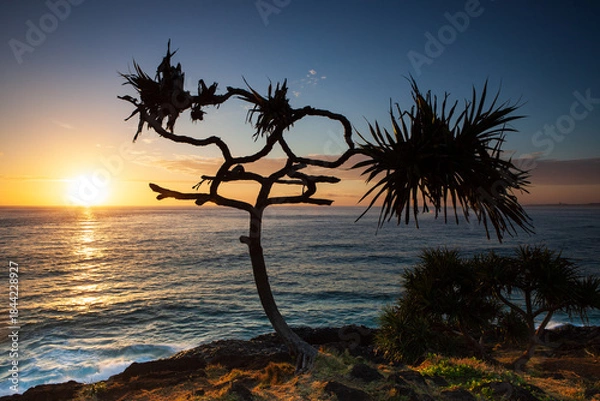 Fototapeta A pandanus palm silhouette on the edge of a coastal ocean ridge. Captured during a golden sunrise on the east coast of Australia.