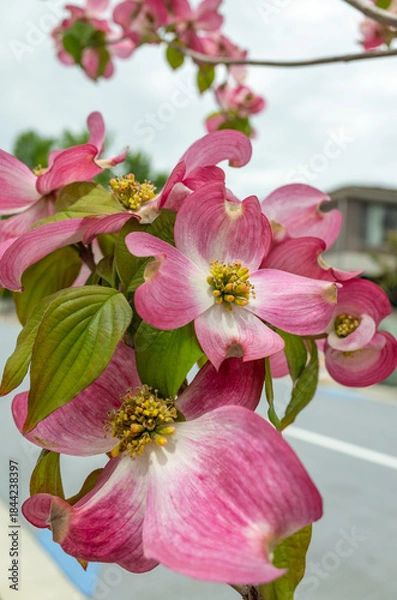 Fototapeta 綺麗なピンク色のハナミズキの花