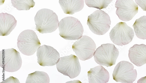 Obraz Delicate white flower petals scattered randomly on a clean, bright white background, creating a soft and elegant pattern.