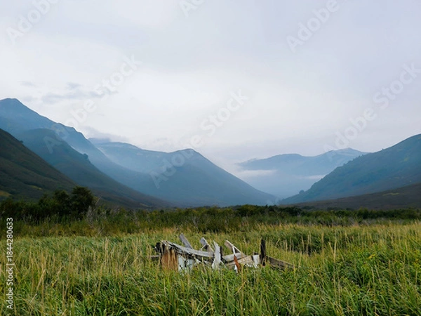 Obraz cows in the mountains