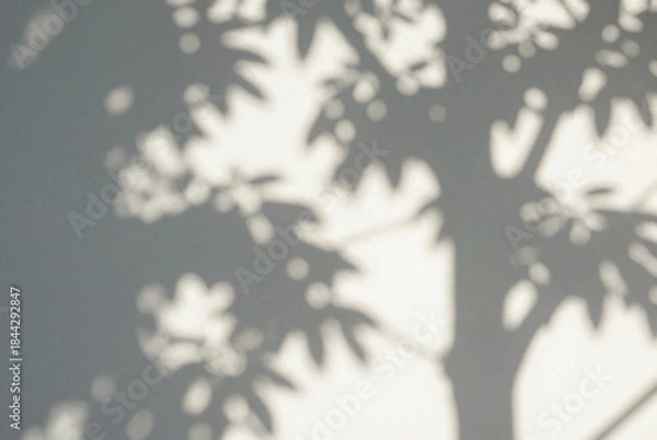 Fototapeta Shadow of a tree casts a long shadow on a wall.