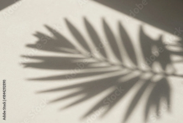 Fototapeta Shadow of a palm leaf casts a long shadow on a wall.